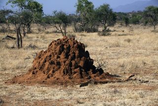 Termite Mound in Africa