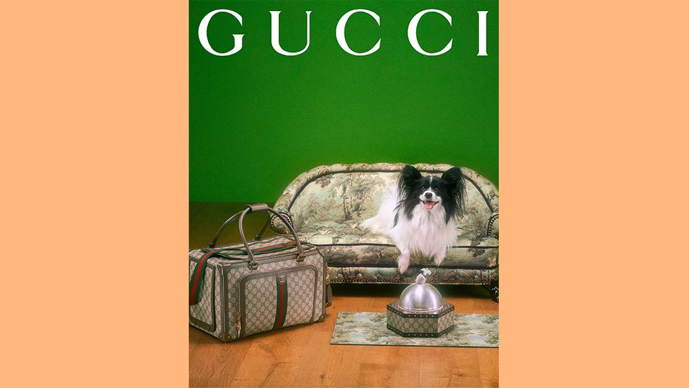 Gucci Pet Collection