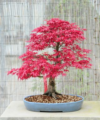 Red Japanese maple bonsai tree