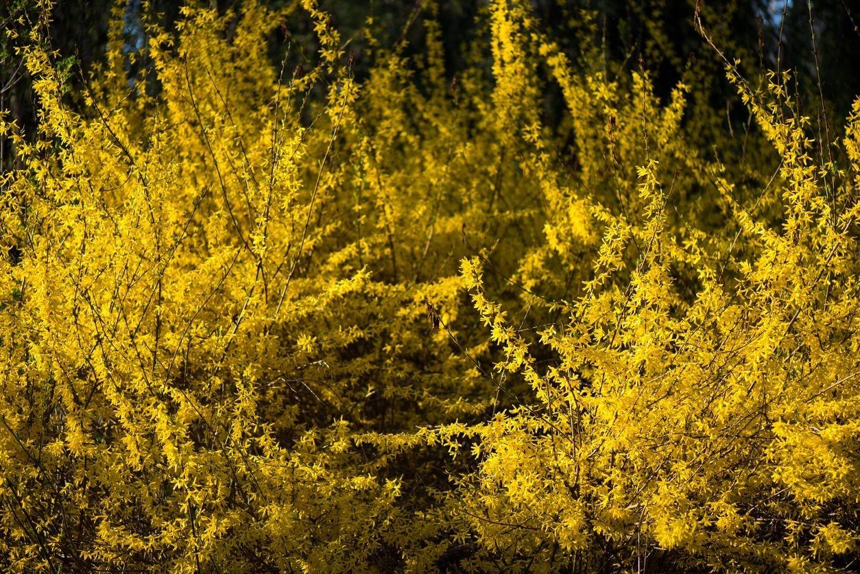 Yellow Woody Perennial Plants