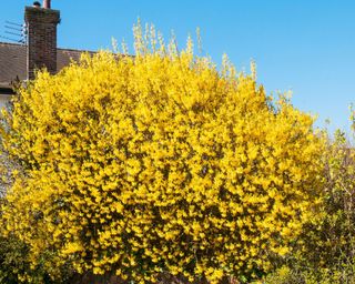 bright yellow flowers of Lynwood forsythia in spring