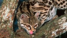 Margay cat, Leopardus wiedii, licking lips. Endangered and native to Central and South America