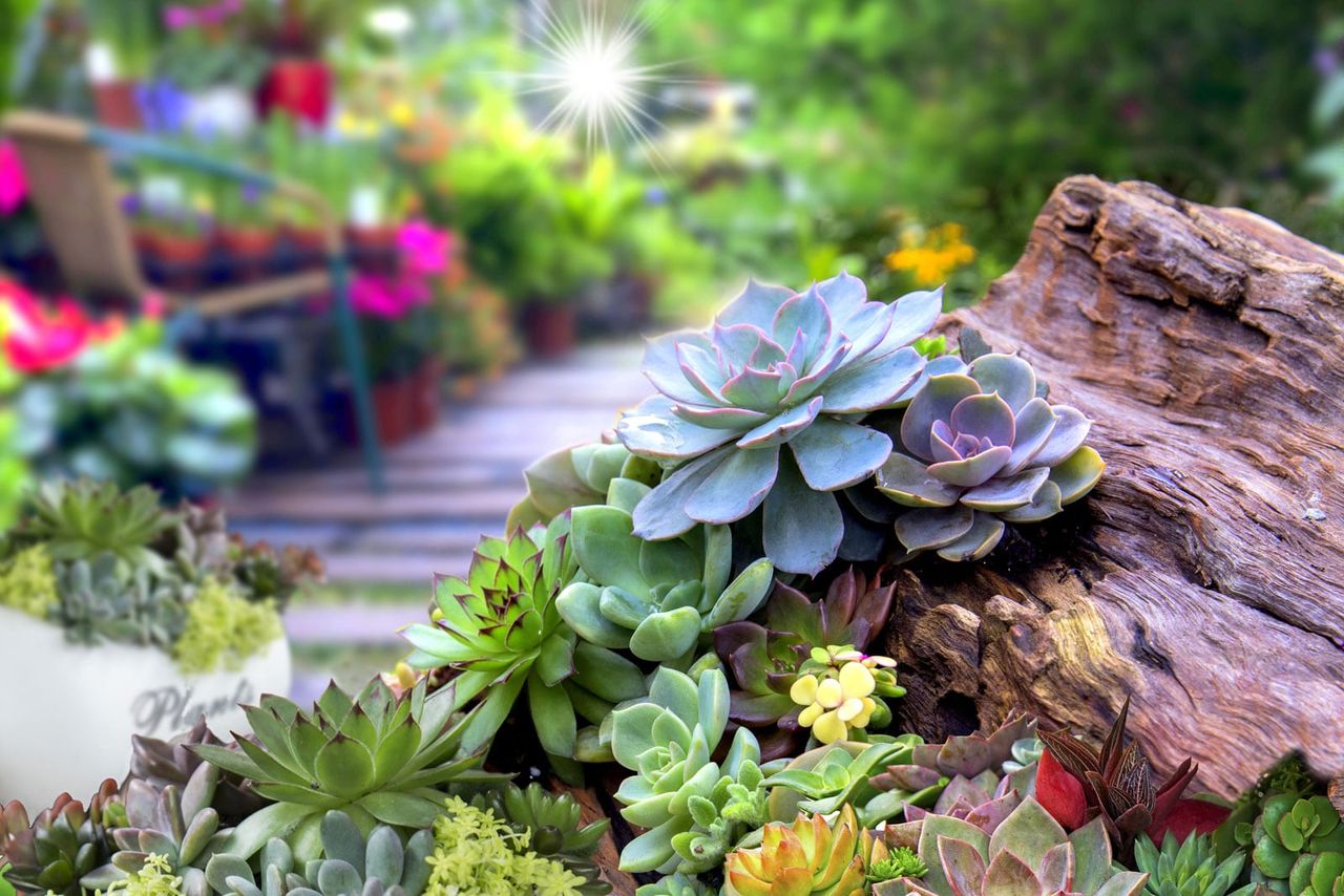 outdoors succulents