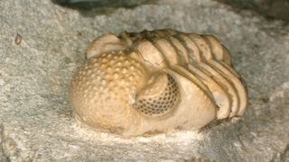 A phacopid trilobite with hyper-compound eyes