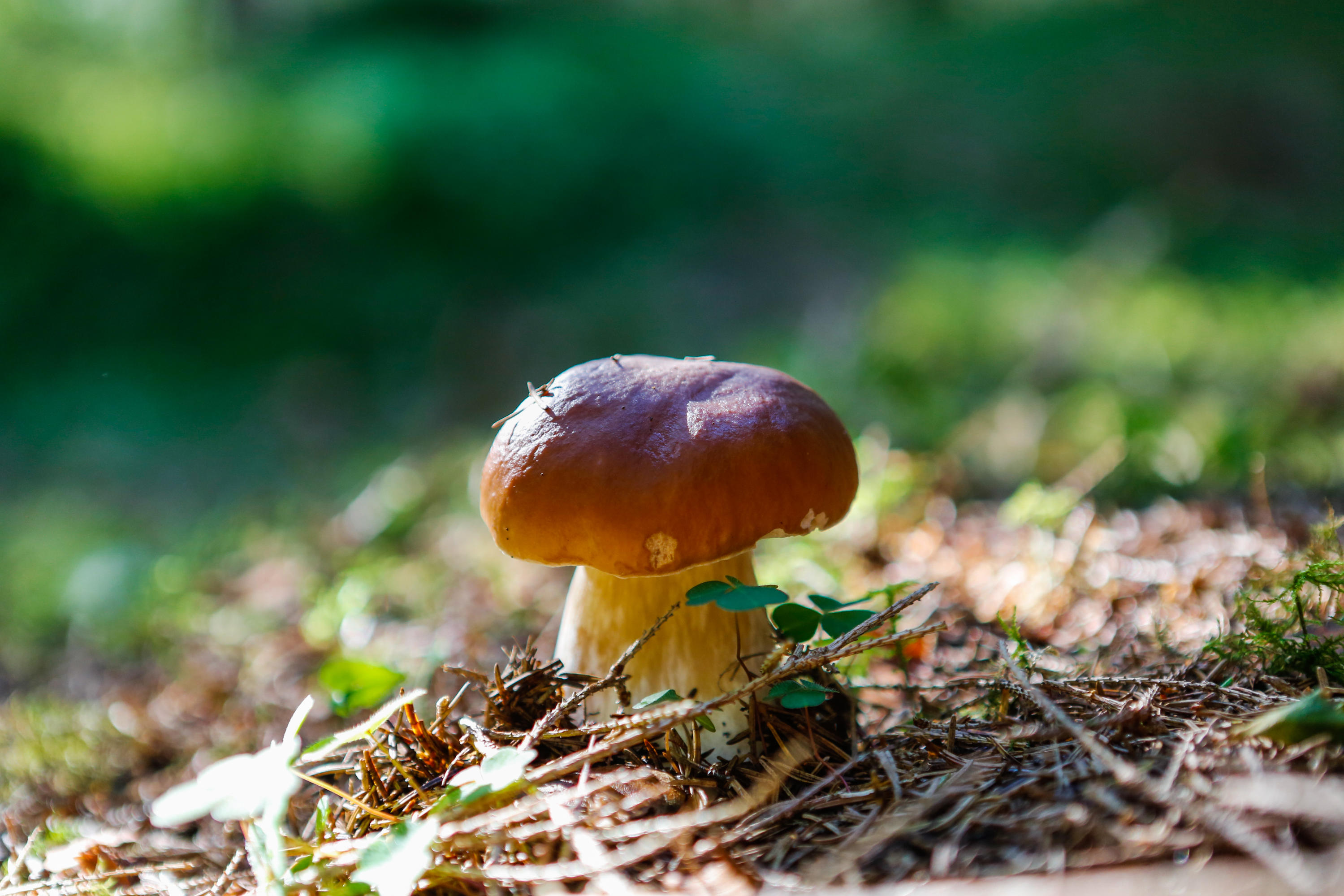 A penny bun mushroom photographed on the woodland floor. It does genuinely look like a piece of bread