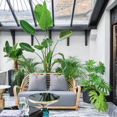 A conservatory with large potted plants and a rattan sofa with grey cushions