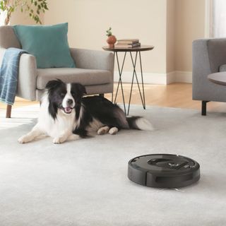Black iRobot floor vacuum cleaner on beige carpet next to black and white dog in living room with cream walls and grey seats