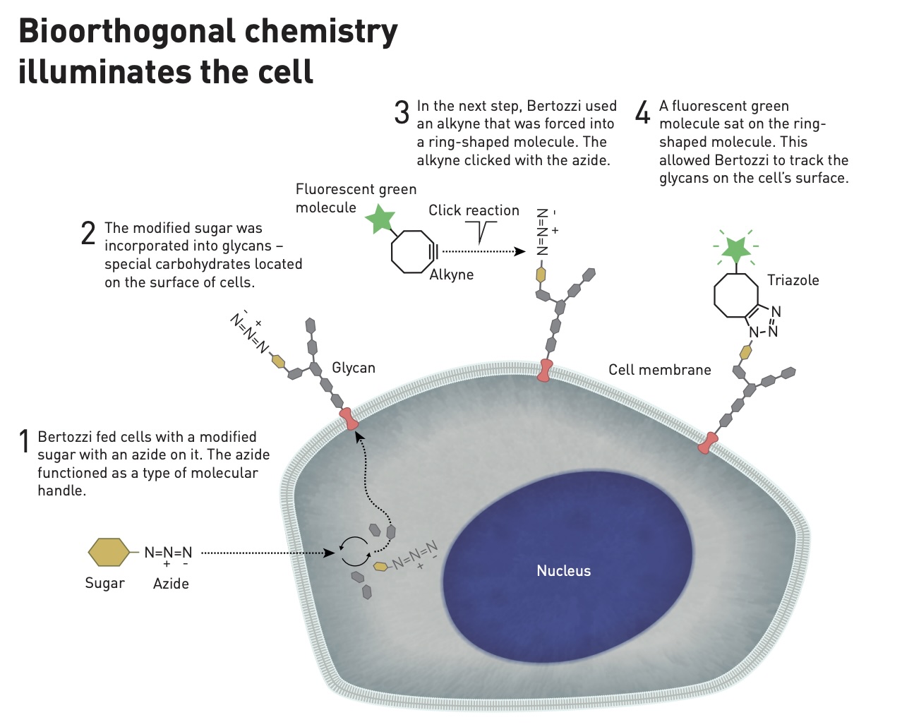 Diagram showing how to image cells using bioorthogonal chemistry