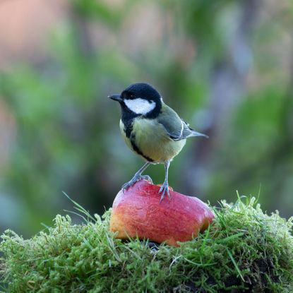 Great tit perched on apple in garden