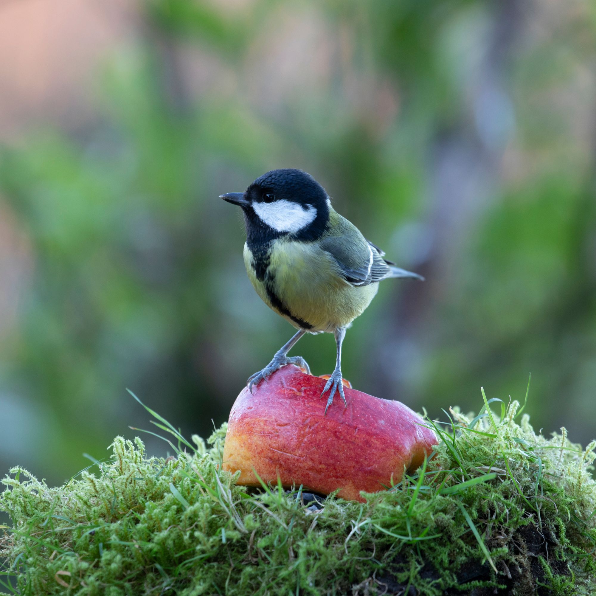Great tit perched on apple in garden