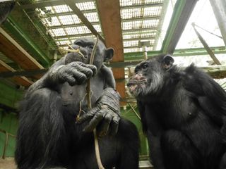 Two chimpanzees in an enclosure, eating leaves.