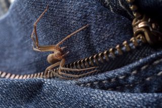 a brown recluse spider hiding inside a pair of jeans