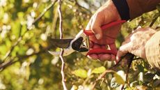 Felco 2 pruning shears being used by a gardener to trim a stem