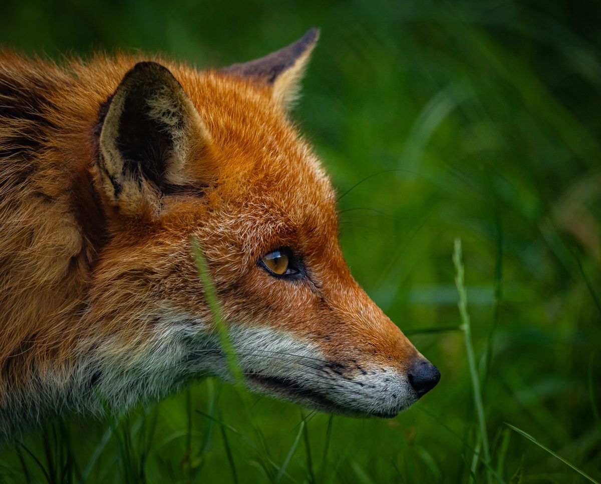 GuruShots - Nature March 2026