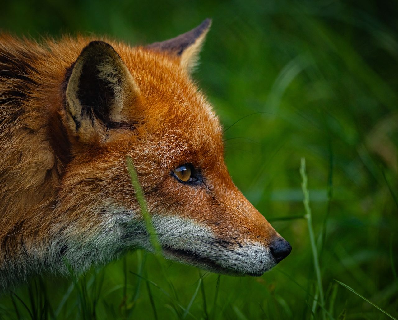 GuruShots - Nature March 2026