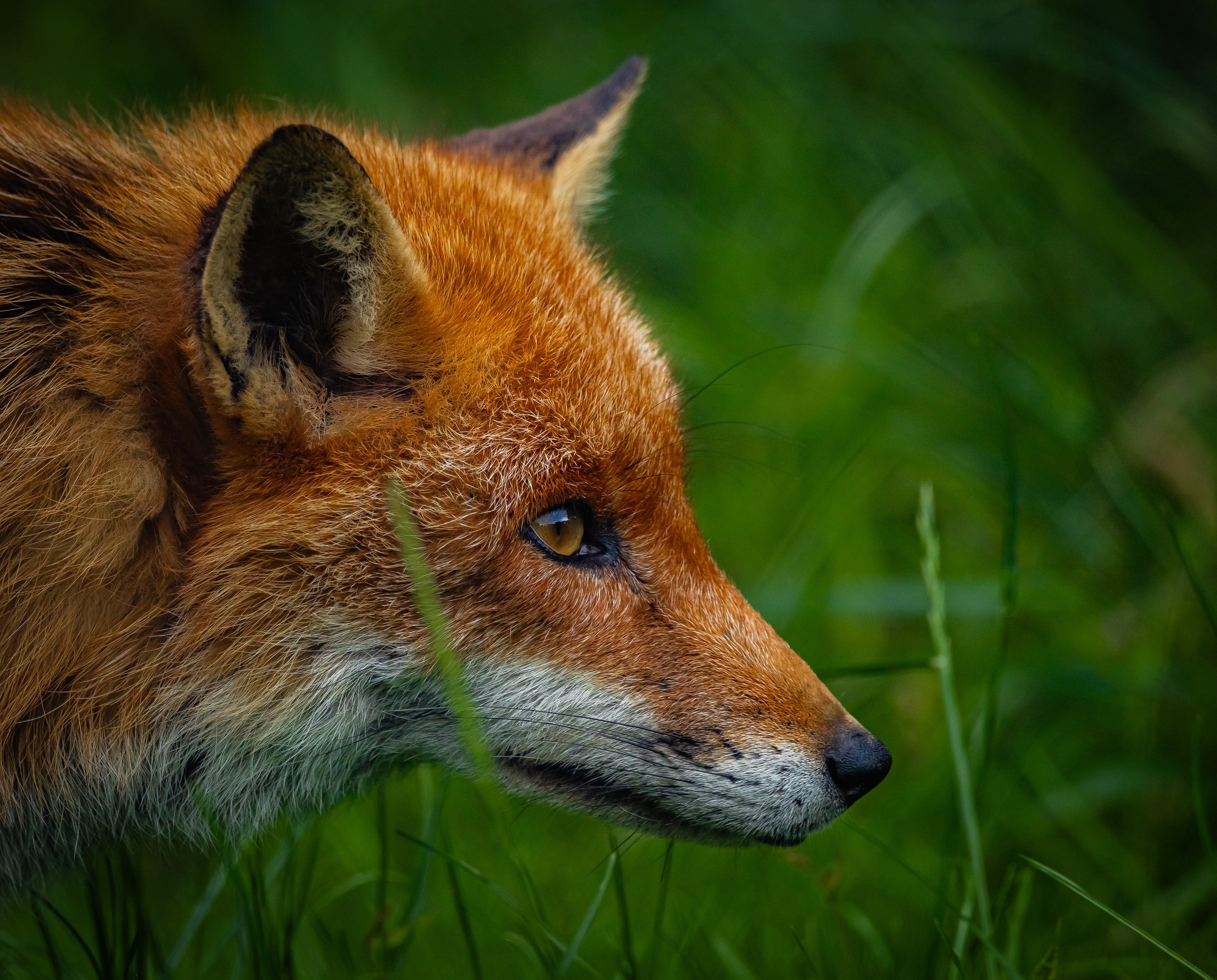 GuruShots - Nature March 2026