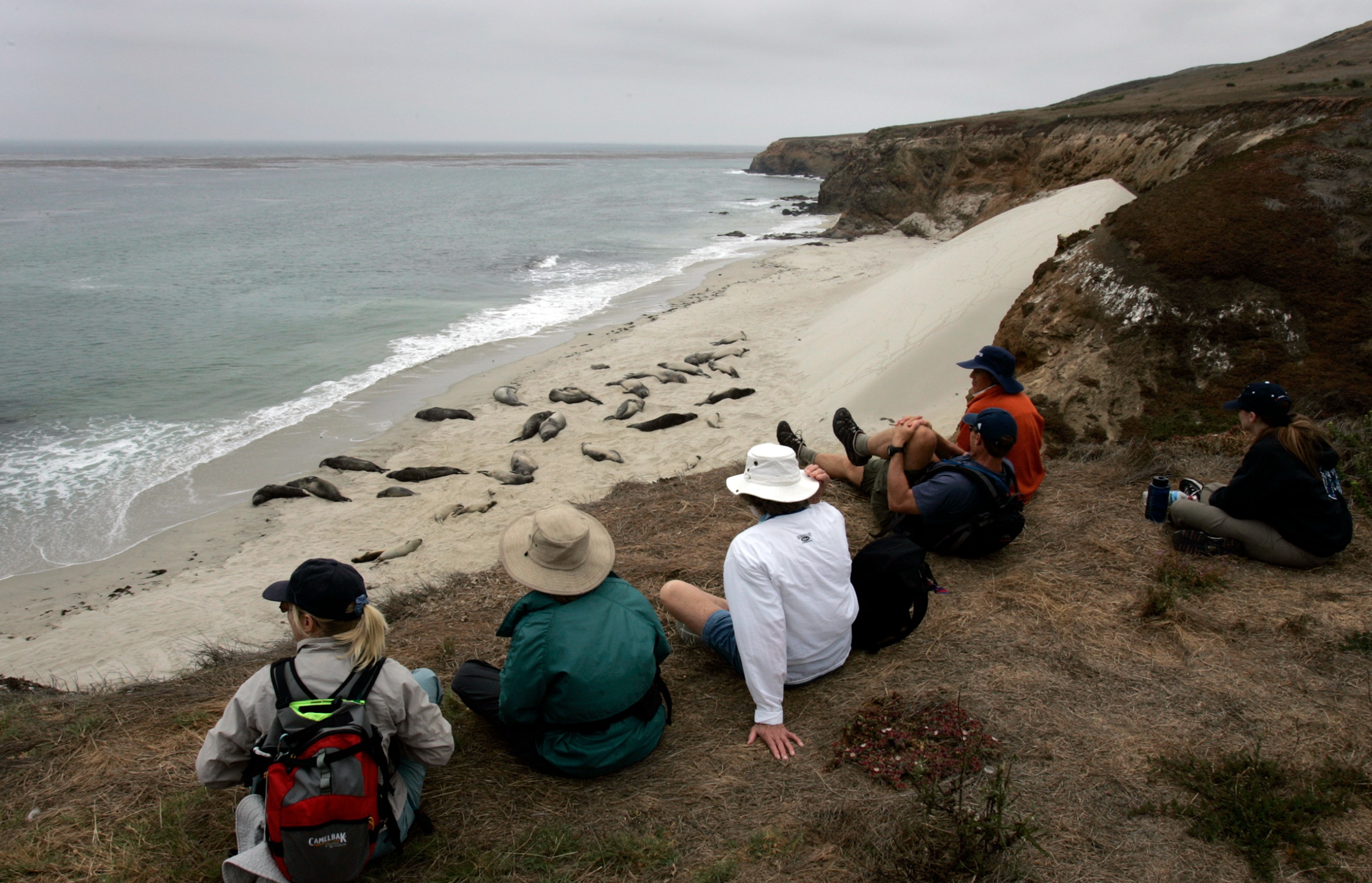 People watch sea lions and elephant seals in the Channel Islands