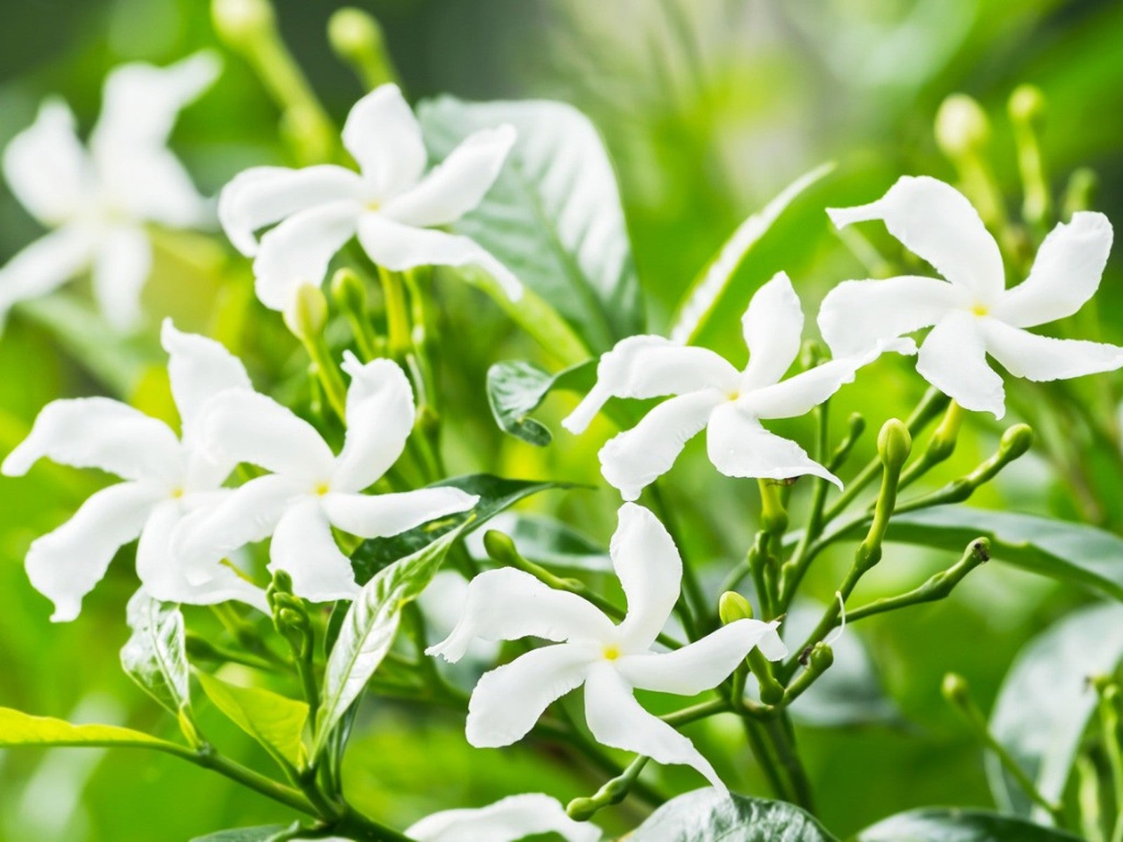Plant Scented Jasmine if You're Looking for Fragrant Flowers