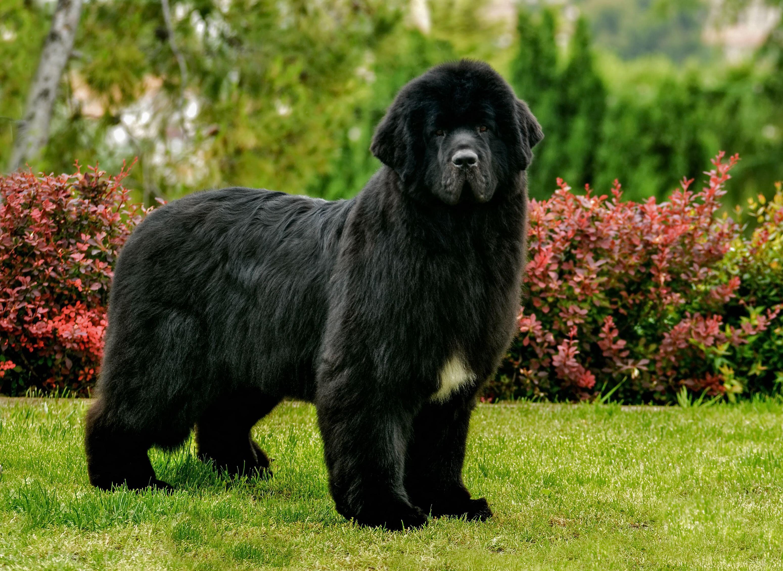 A large black Newfoundland dog standing on grass in a garden, with dense fur, broad head and a calm, watchful expression.