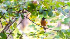 An American Robin (Turdus migratorius) perching on a branch on a bright, sunny day