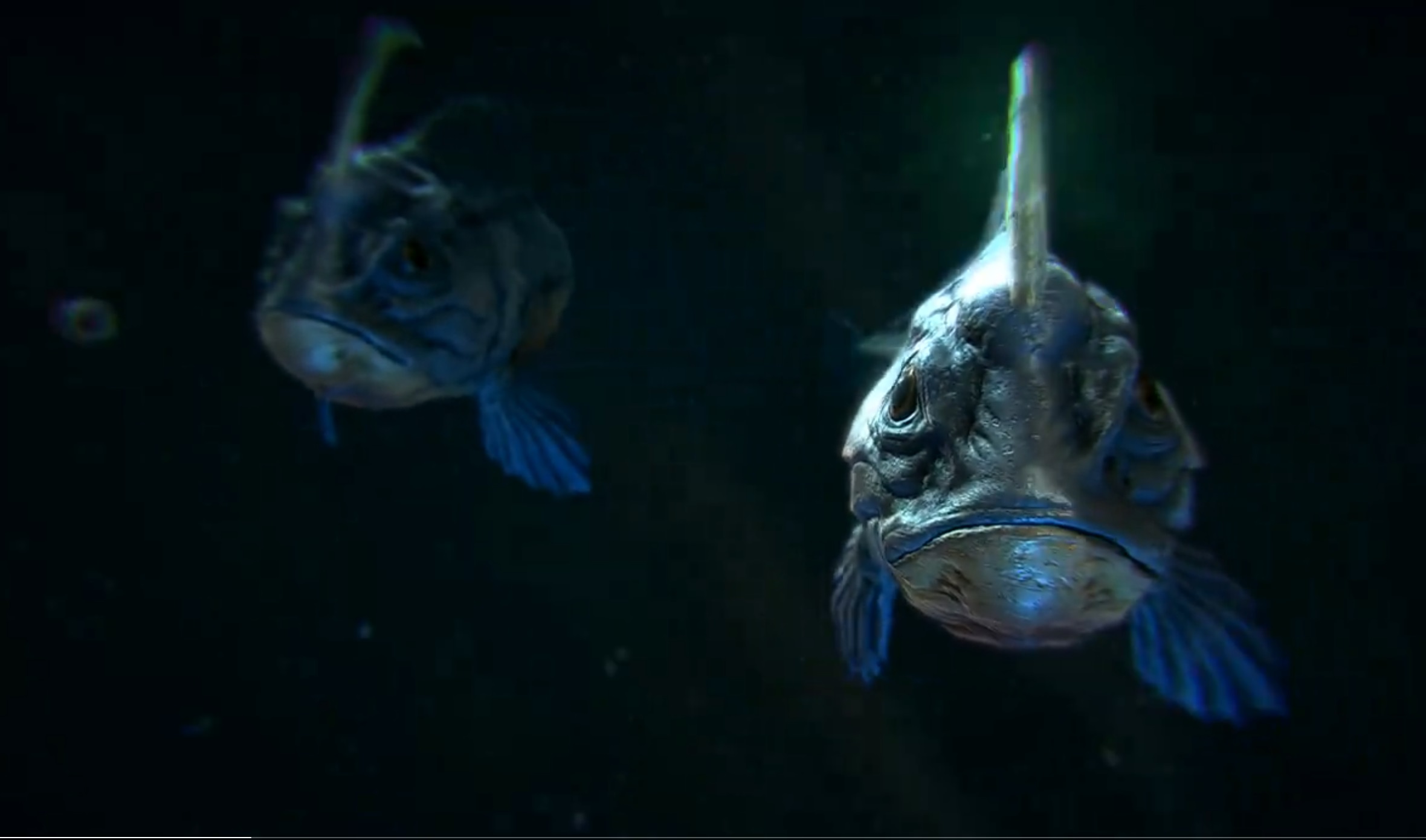 Fish staring at camera in dark water