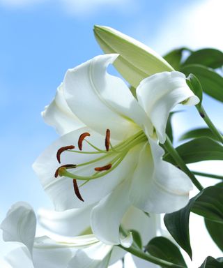 Easter lily flower against blue sky