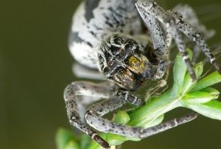 Stegodyphus spiders are social, living in nests of hundreds of spiders..