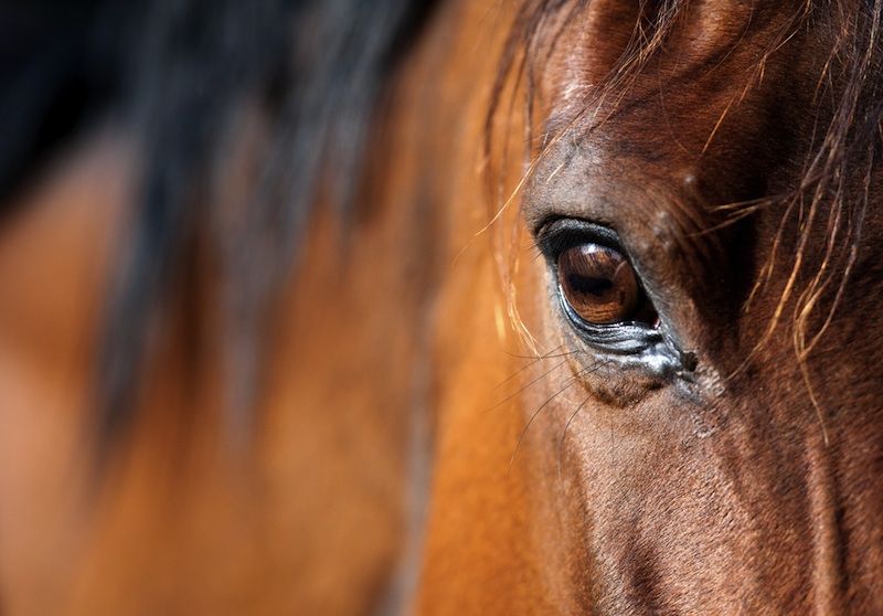 An Arabian bay horse eye