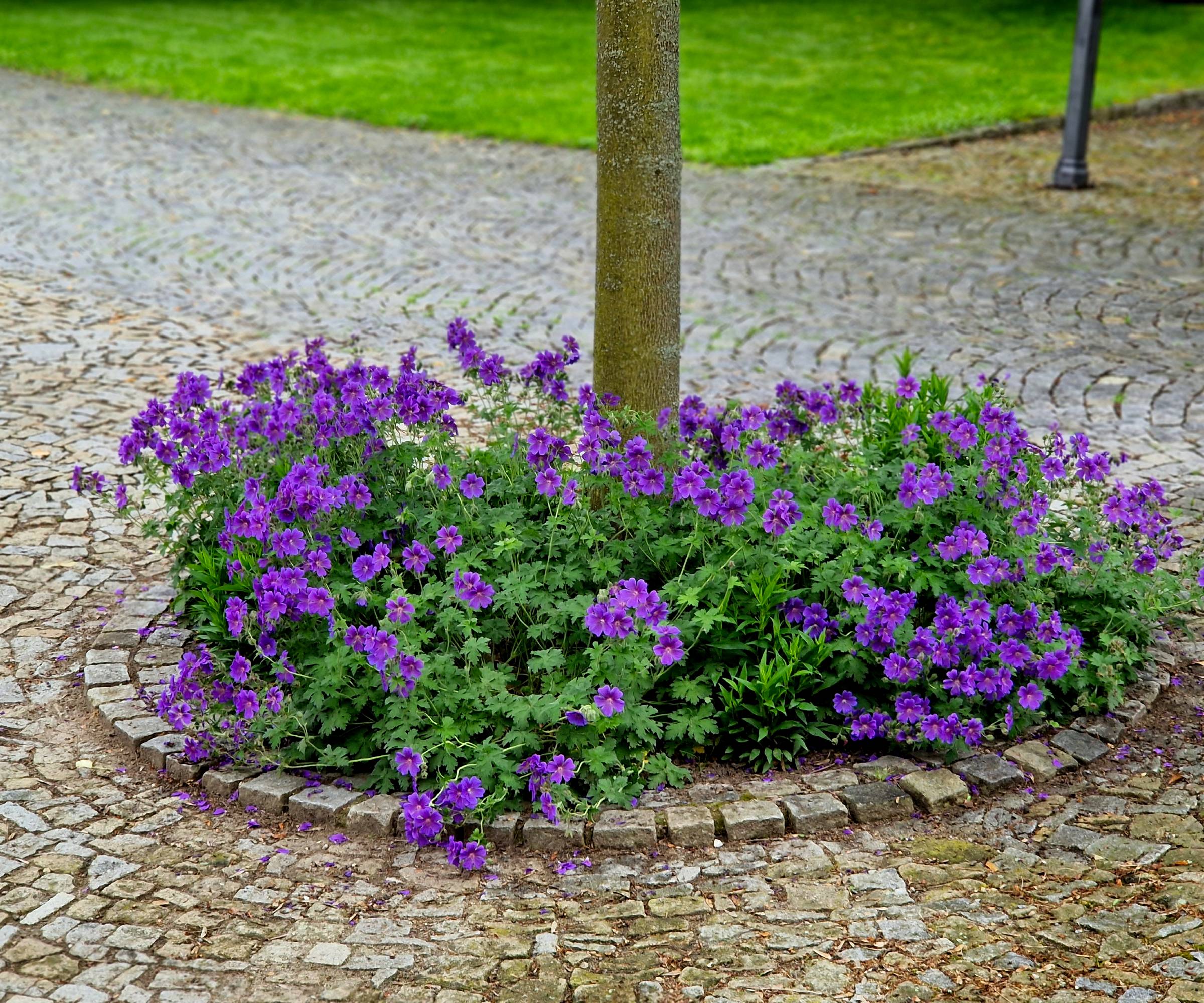 Purple flowers around the base of a tree in a stone patio
