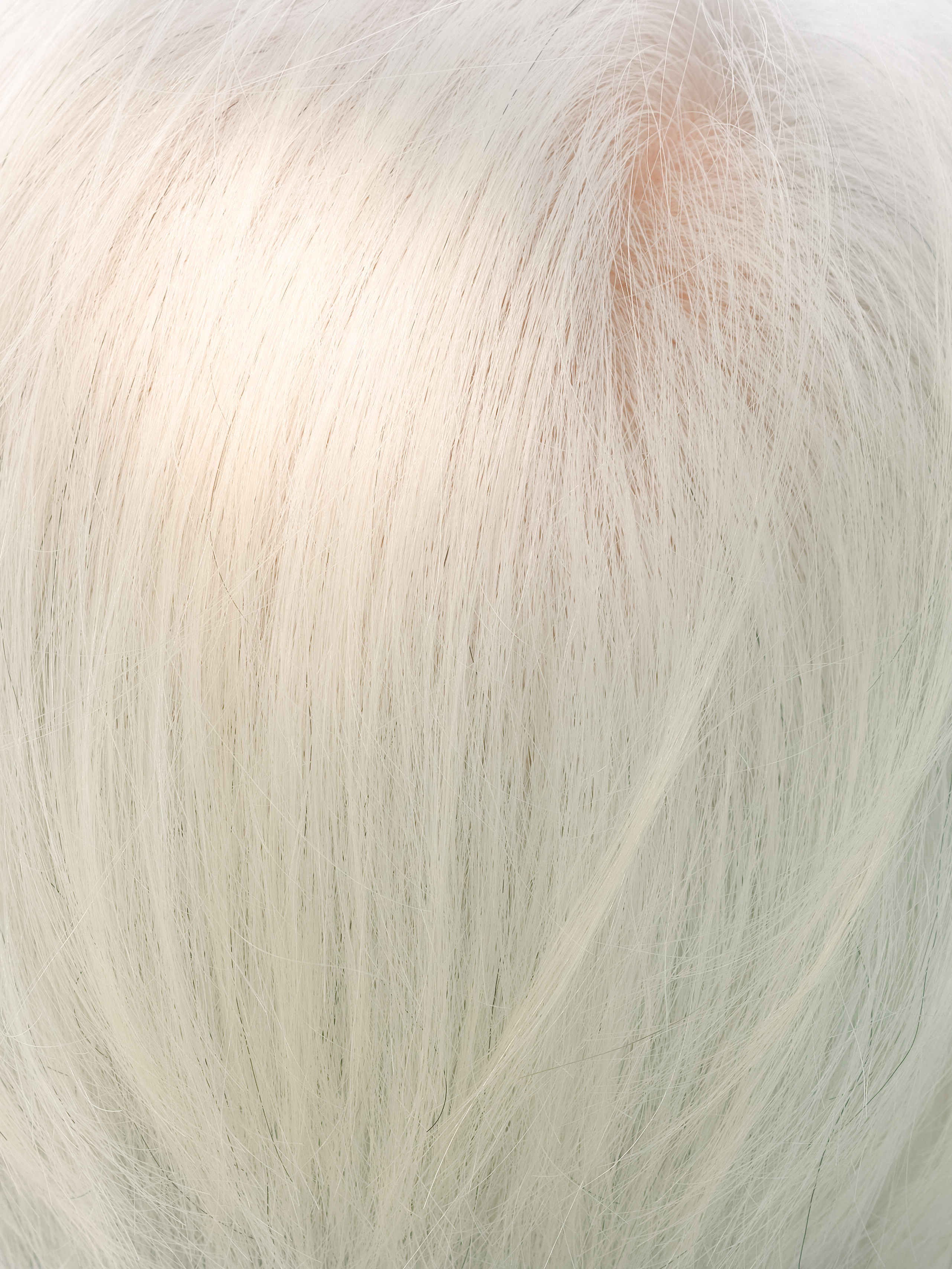 An extreme close-up of fine white hair, shot so tight it reads almost as abstract texture