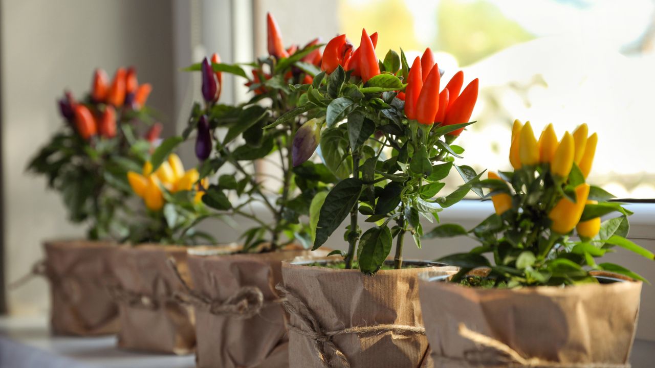 Overwintering pepper plants on a windowsill