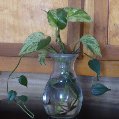 Plant Growing In A Clear Vase With Water