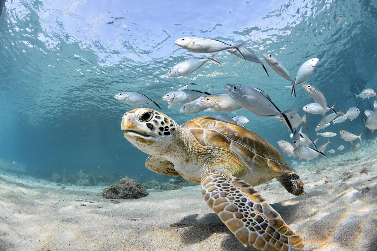 A sea turtle.