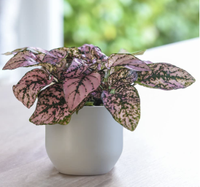 Pink polka dot plant, Amazon