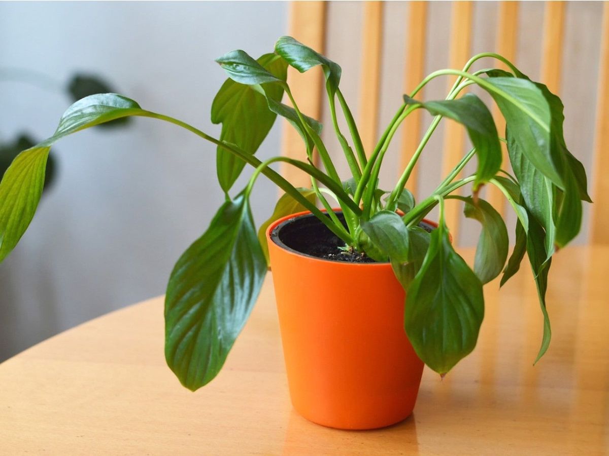 How To Fix A Peace Lily Droopy After Repotting Gardening Know How