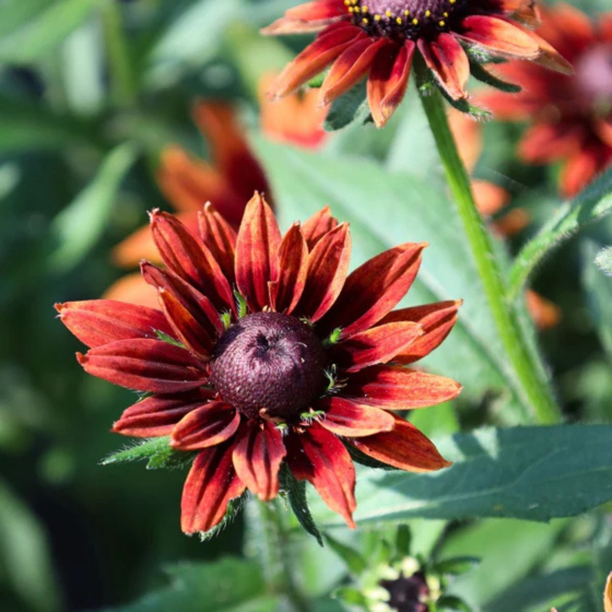 Rudbeckia