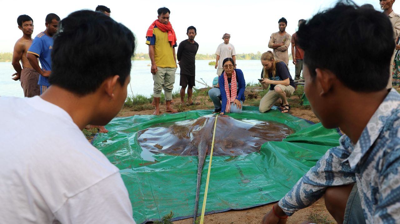 Researchers measure the stingray.