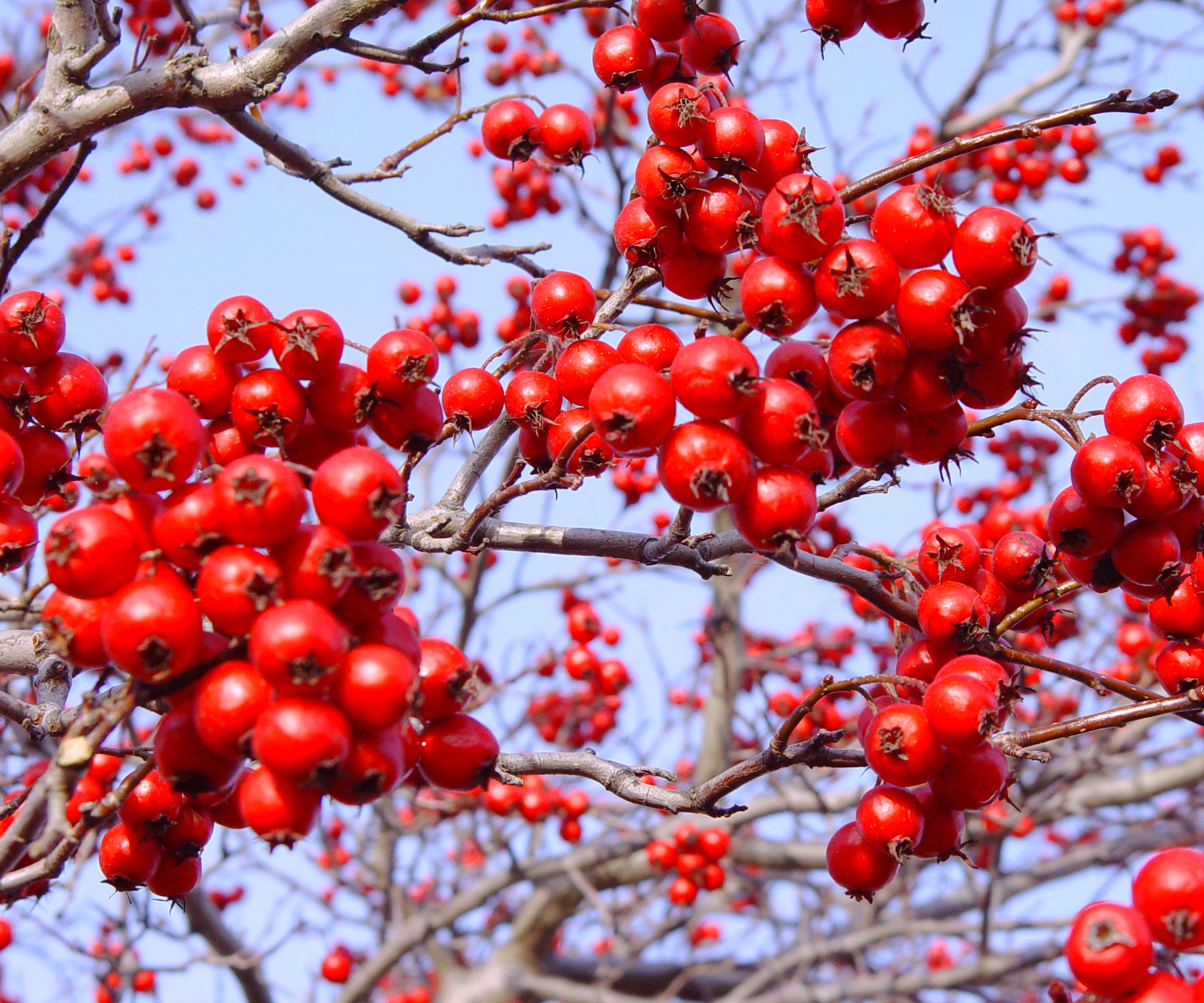 Crataegus viridis Winter King