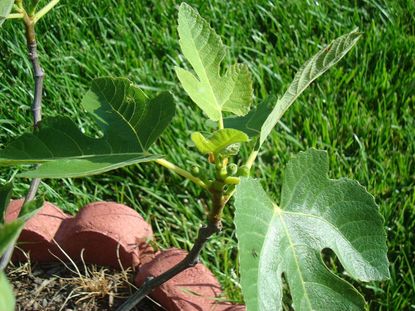 Small Celeste Fig Tree