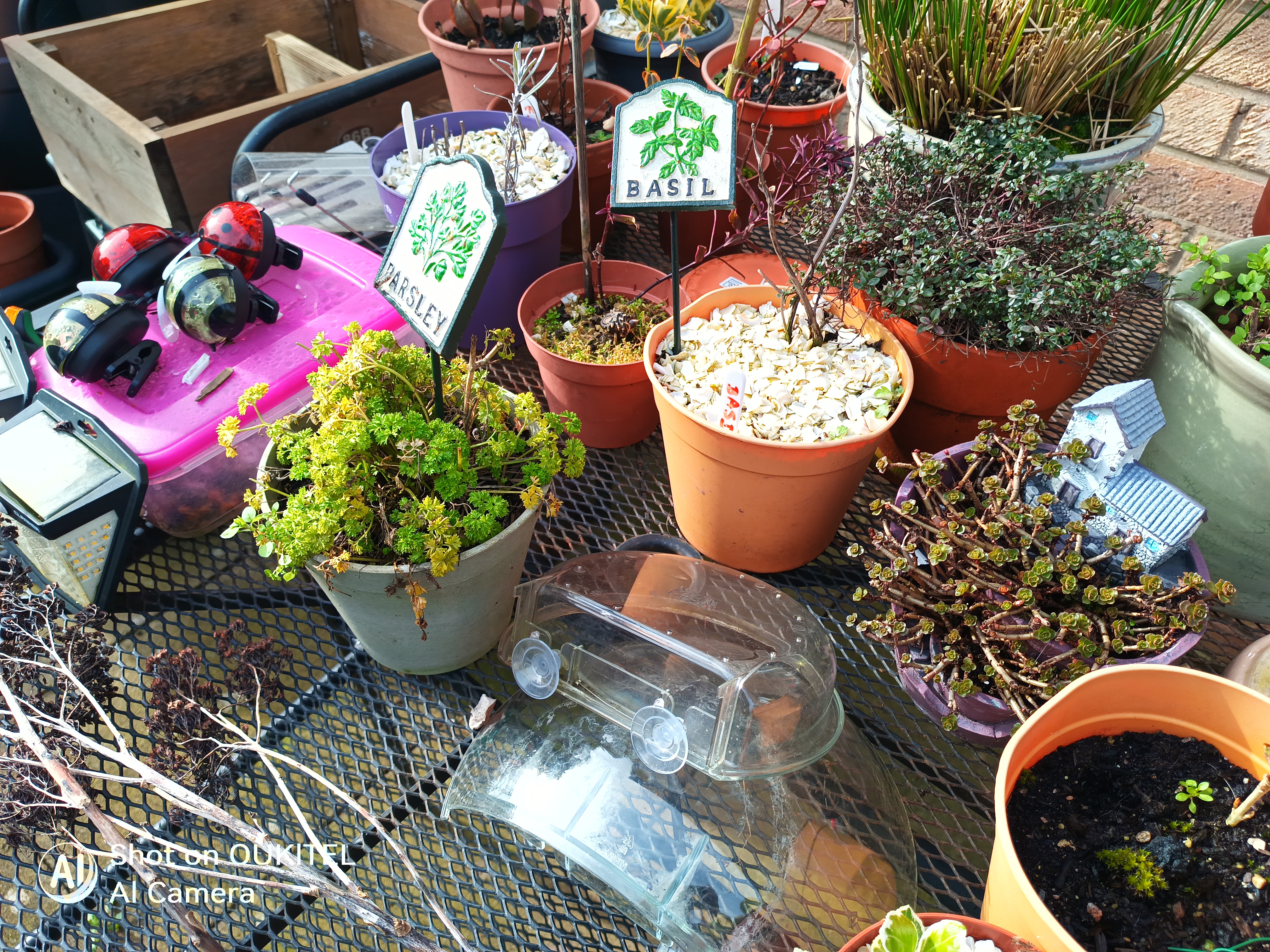 Oukitel WP61 Plus camera examples