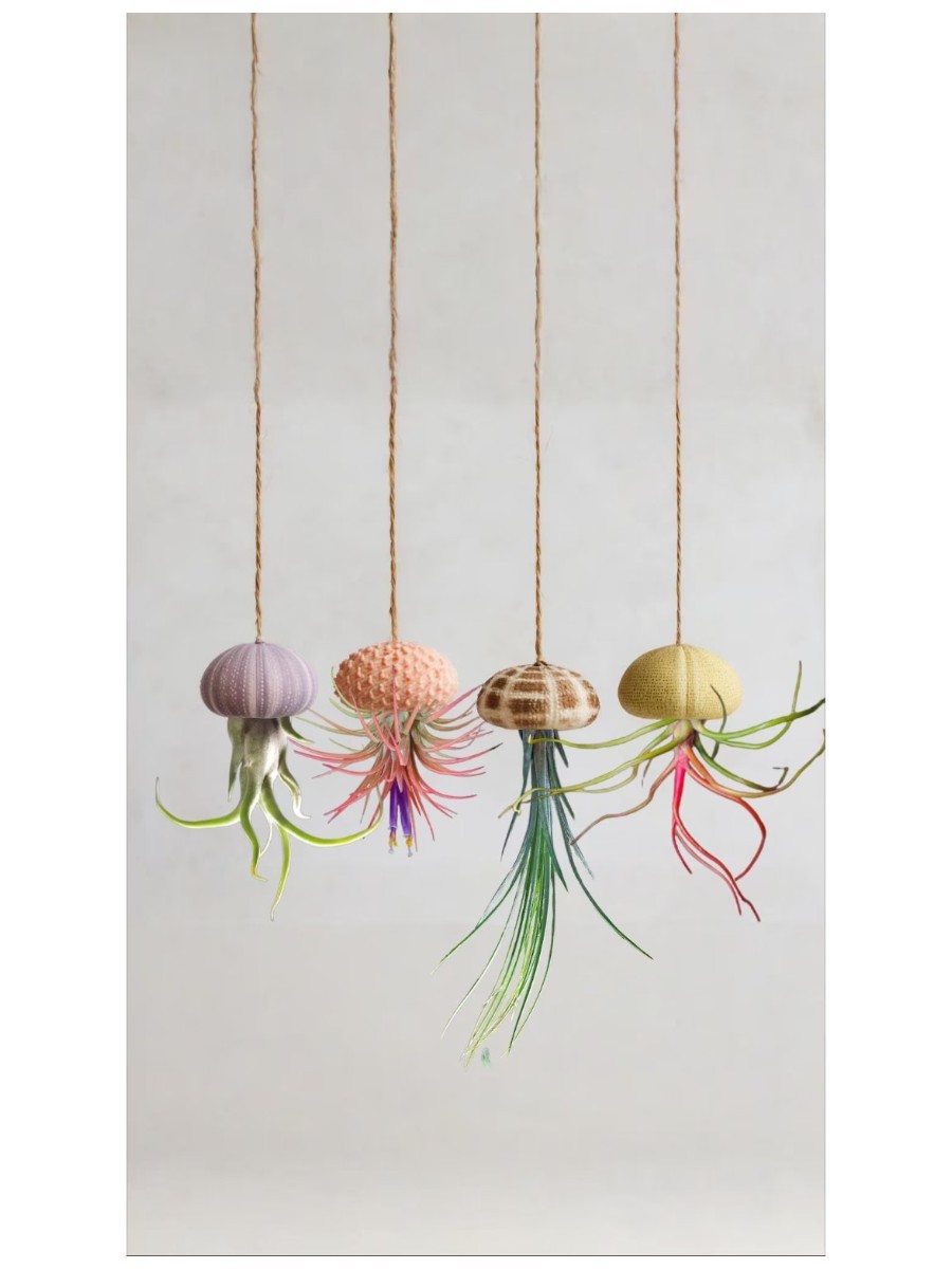BlackRiverAirPlantCo, Jellyfish Air Plant in Sea Urchin Shell | Hanging Tillandsia | Coastal Decor | Unique Plant Gift | Air Plant Holder