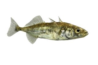 Three-spined Stickleback - Gasterosteus aculeatus