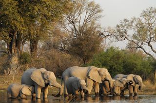 A row of elephants gather at a riverbank.
