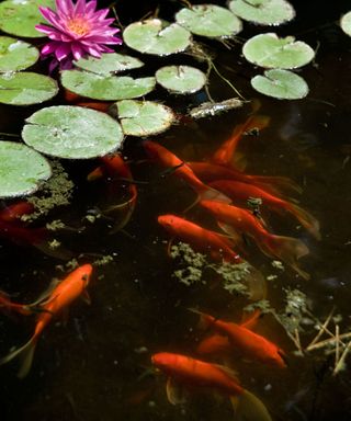 fish in garden pond
