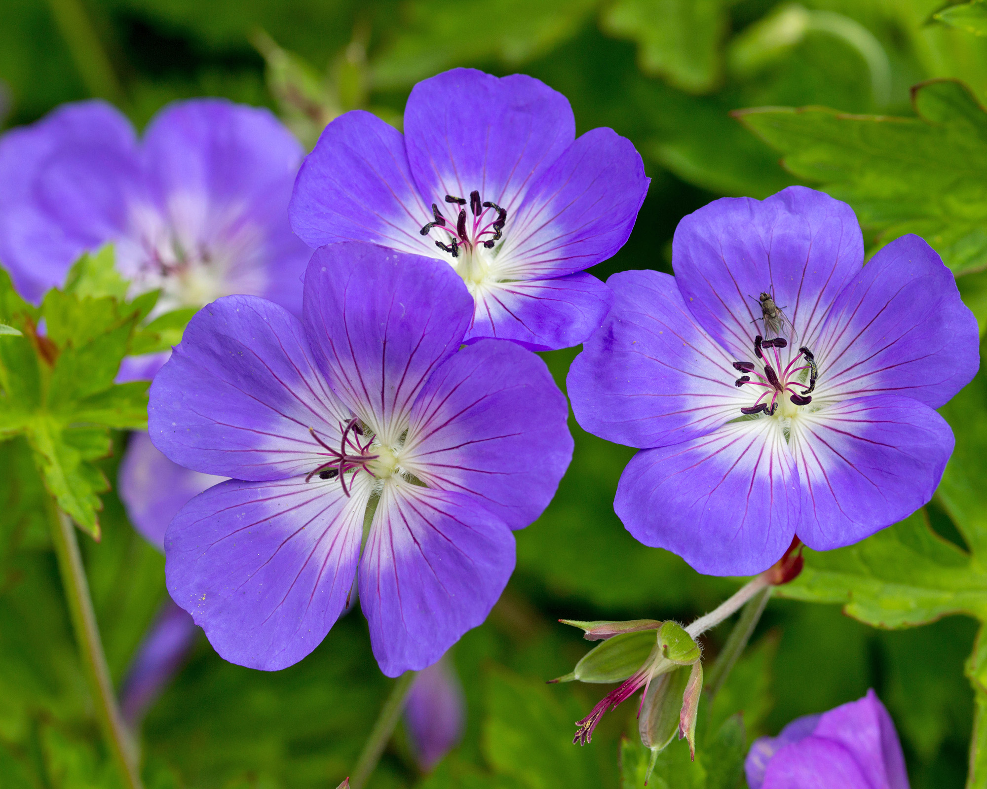 Hardy geranium Rozanne