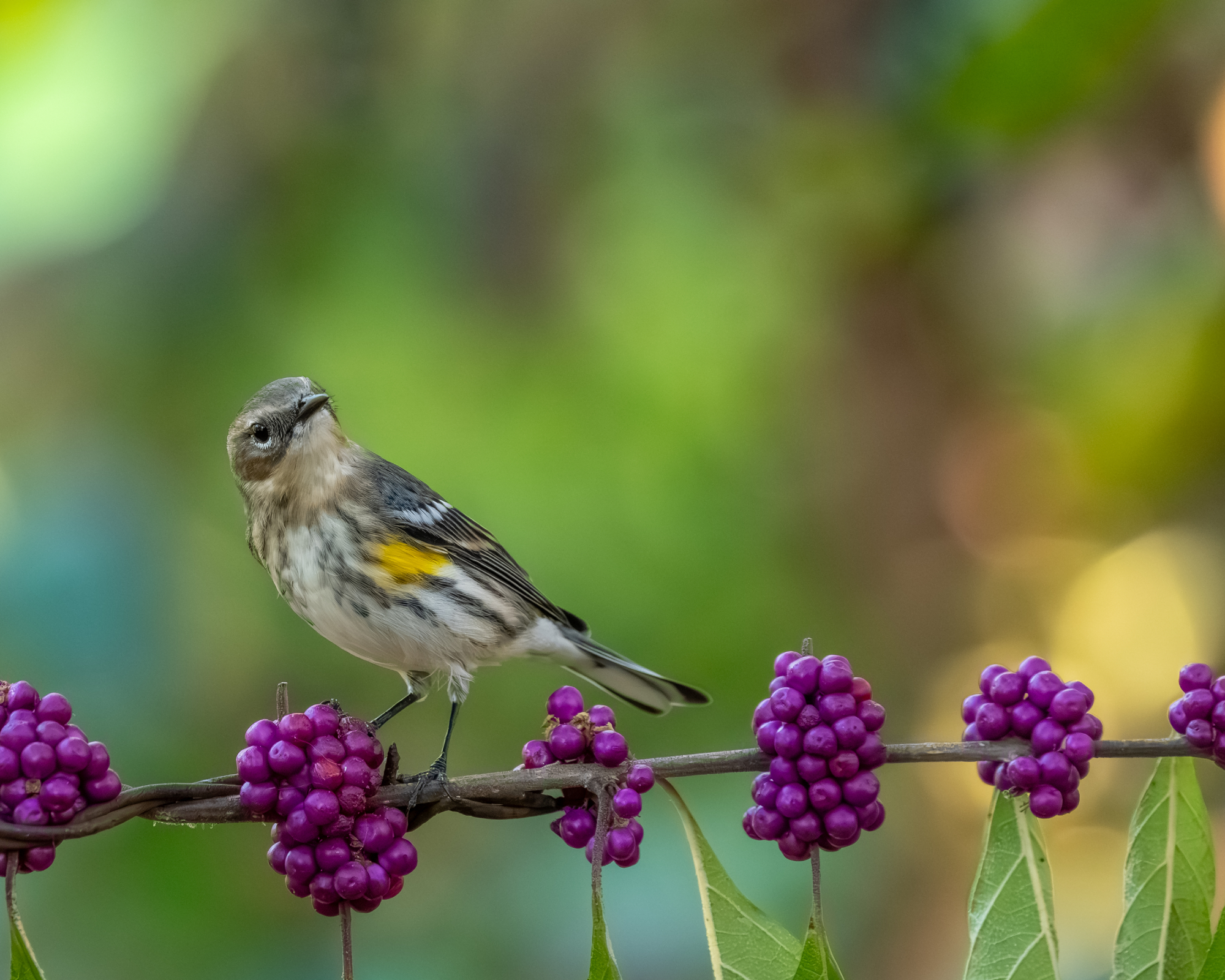 A yellow-rumped warbler perched on a vine of red beauty berries