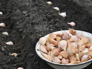 garlic bulbs being planted