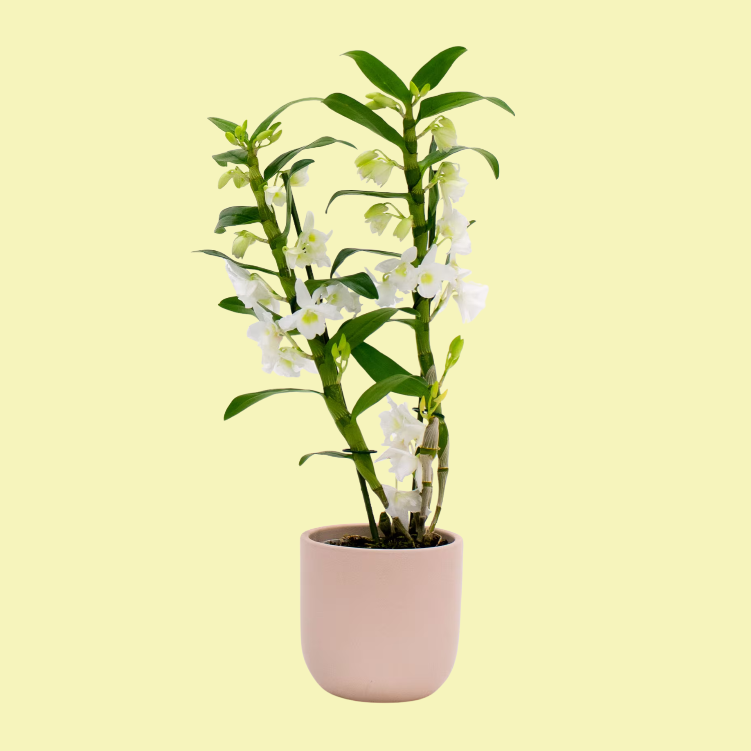 A white bamboo orchid in a pale pink planter