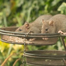 Two brown rats, Rattus norvegicus, eating sunflower seeds from bird feeders