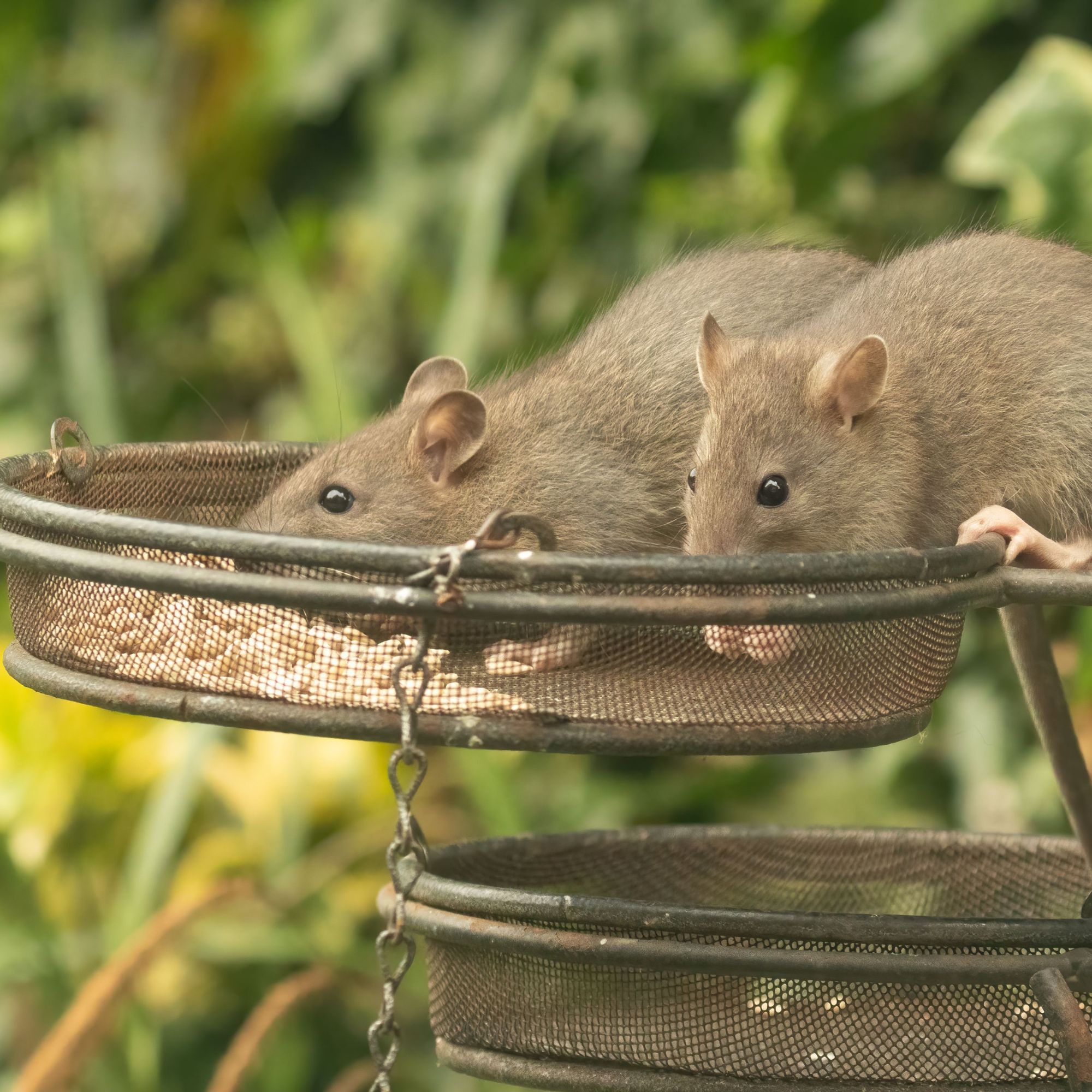 Two brown rats, Rattus norvegicus, eating sunflower seeds from bird feeders